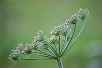 Aegopodium podagraria / Zevenblad