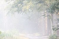 Nebliger Morgen im Wald