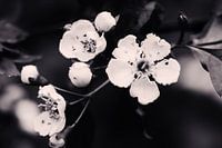 Spring blossom (vintage)