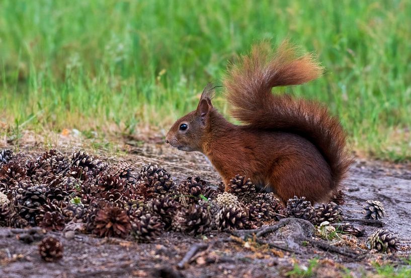 L'écureuil par Merijn Loch