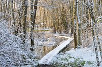 Winter im Wald