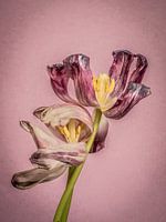 les tulipes en déclin sont également très belles