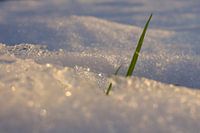 Gras en sneeuw