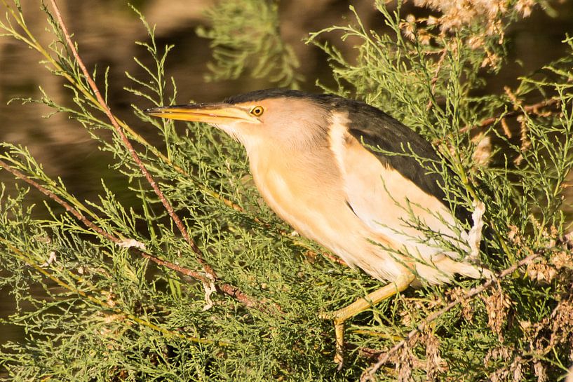 woudaap von Sjoerd van Luit