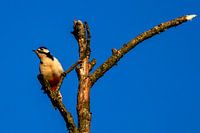 Great Spotted Woodpecker