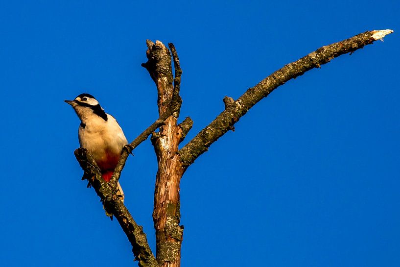 Great Spotted Woodpecker by Richard Hoekstra