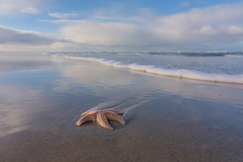 Zeester par Albert Wester Terschelling Photography