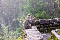 famille de singes des neiges