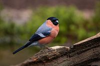 top 5 des plus beaux oiseaux des pays-bas ?