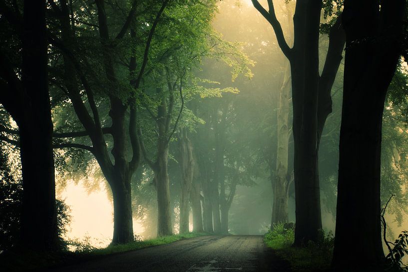 Misty Days von Martin Podt