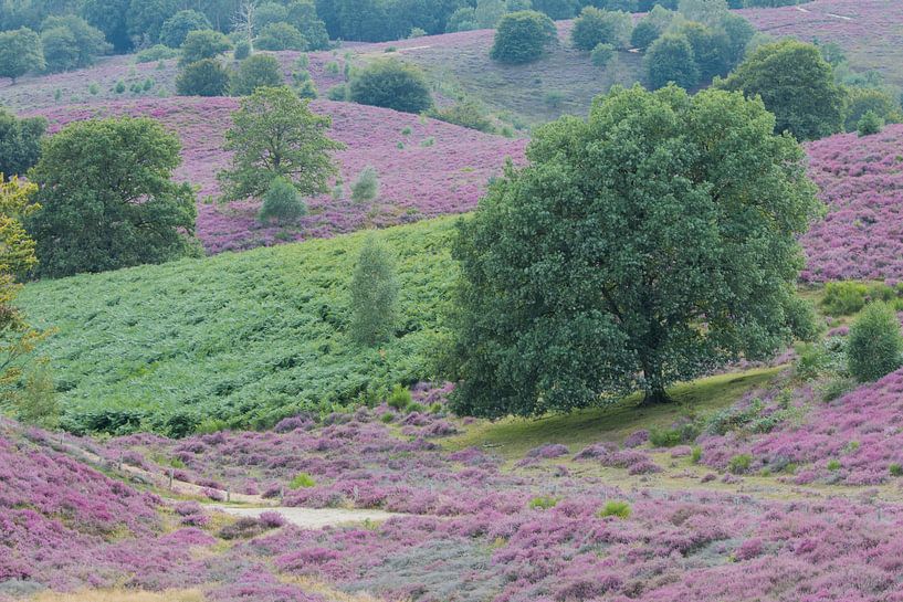 Paradis pourpre par Esther Ehren