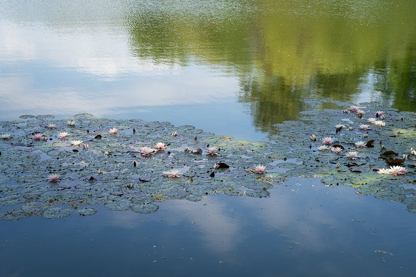 Seerosen schwimmen im ruhigen Wasser von Adriana Müller
