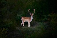 A Male Fallow Deer At Sunset