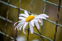 Madeliefjes in het hek