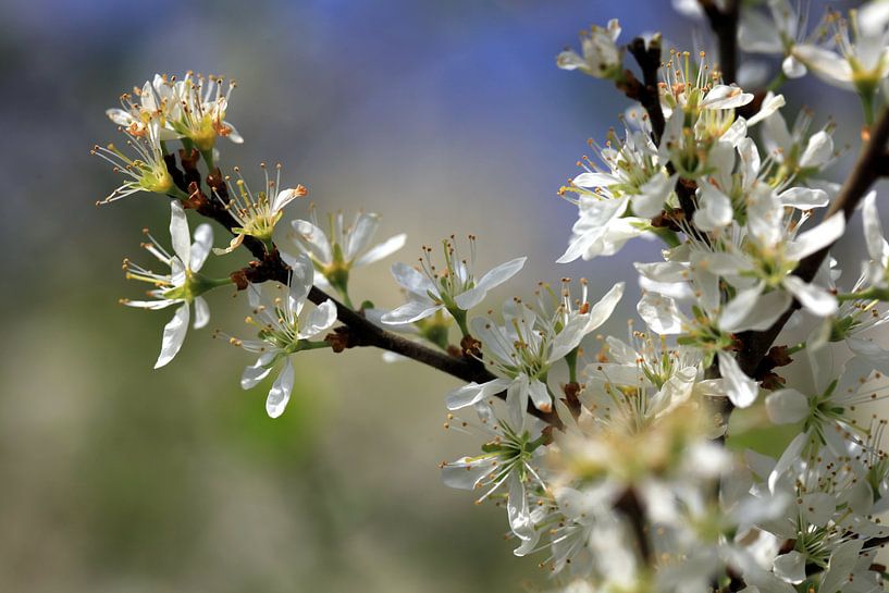 Weißdorn von Renate Knapp