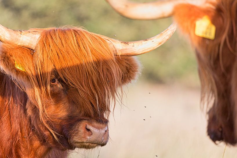 Scottish Highlander looks at you by Anneke Hooijer