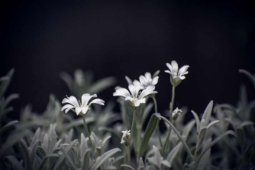 Garten von Melanie Niessink