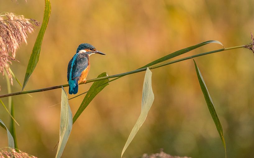 Kingfisher in the morning by Ard Jan Grimbergen