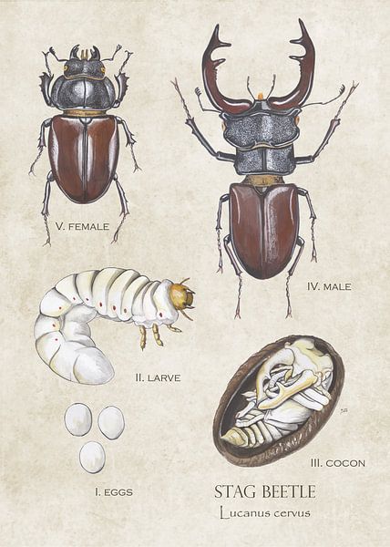 Flying deer - life cycle by Jasper de Ruiter