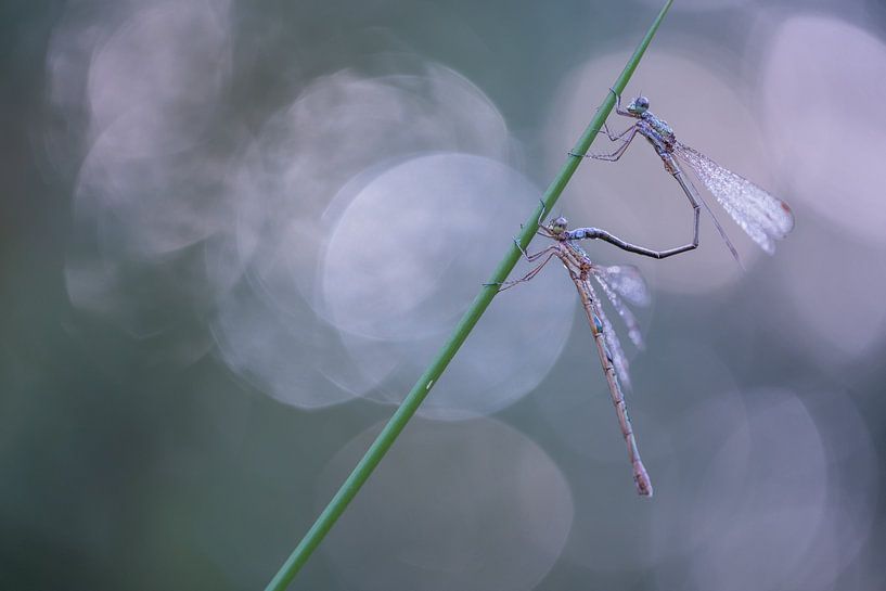Sich paarende Tengere-Panzerlibellen im Morgenlicht von Moetwil en van Dijk - Fotografie