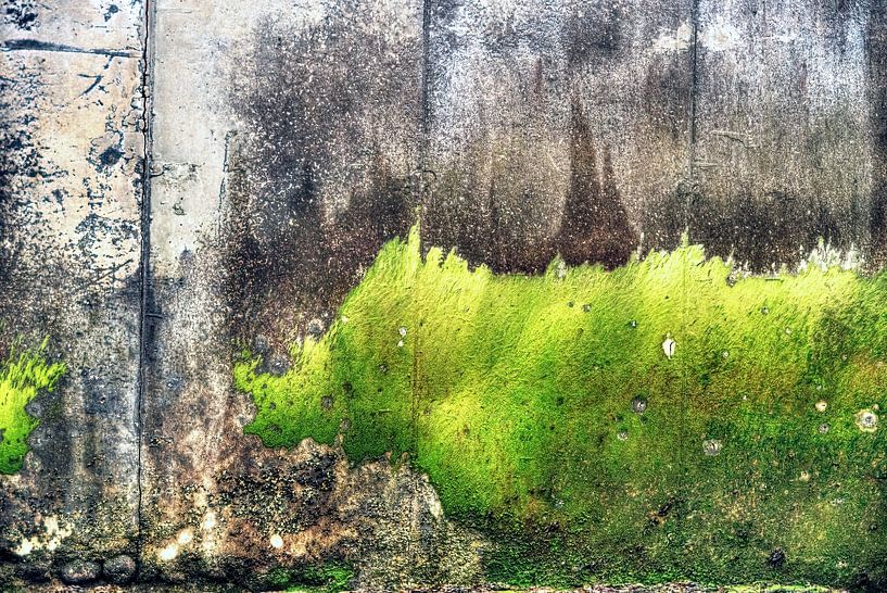 Algae art Wimereux Opal Coast France by Watze D. de Haan