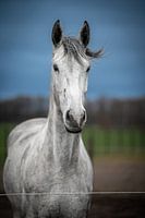 Weißes Pferd stehend