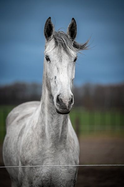 Weißes Pferd stehend von marco voet