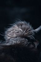 Schottischer Highlander schüttelt seine Mähne