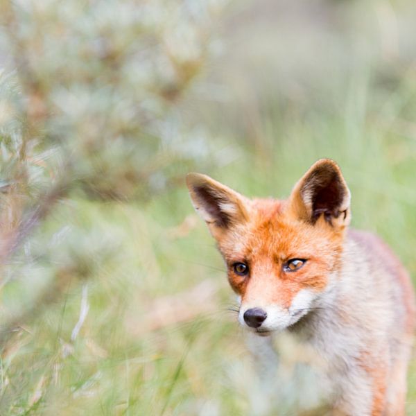 Foxy Foxtrot par Esther Ehren