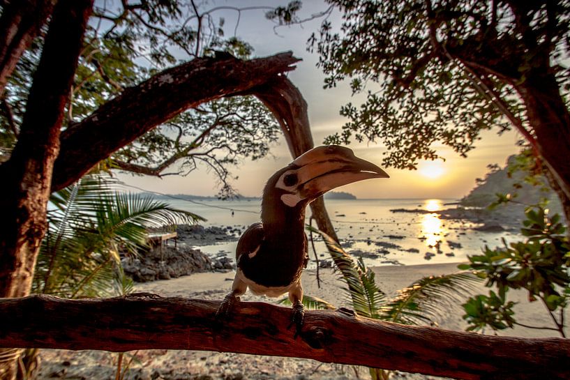Hornbill watching the Sunset by Levent Weber