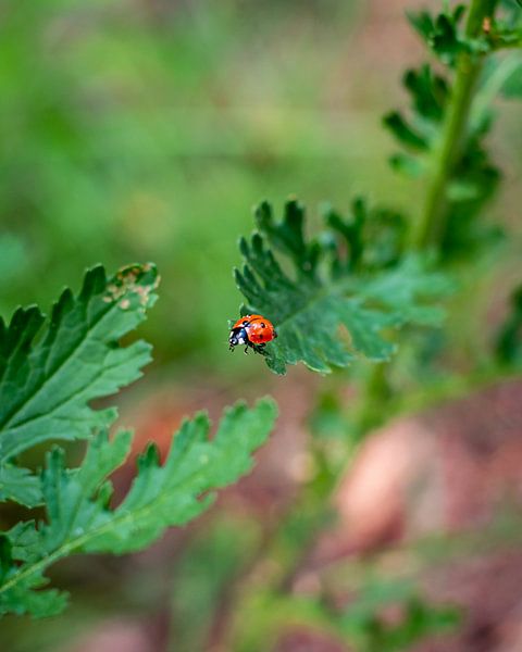 Une coccinelle sur le point de voler par Andrea de Jong