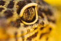 LP 70482670 Erwachsener Leopardgecko, Nahaufnahme
