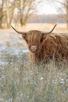 Schotse hooglander in het hoge gras