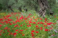 Oliven und Mohnblumen