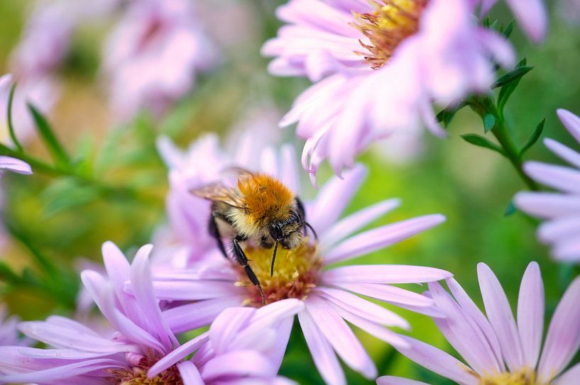 Bumblebee on a flower collecting nectar by Martin Köbsch