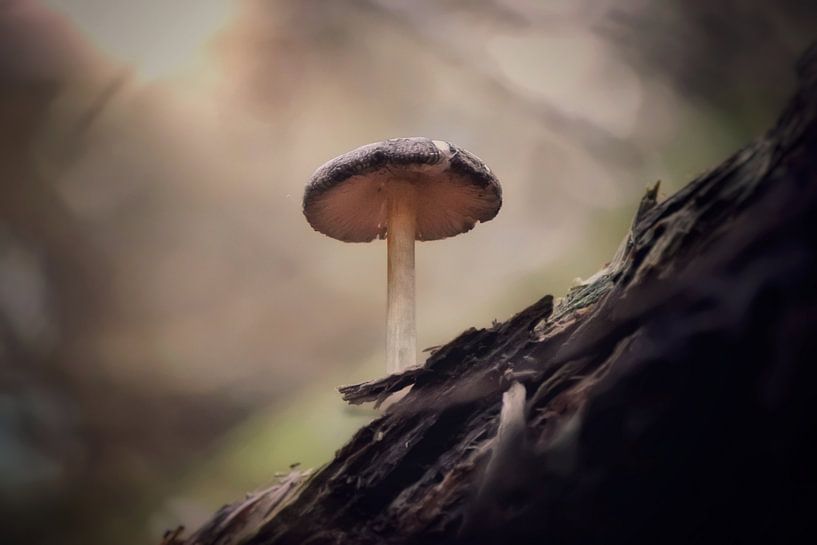 Der letzte Mann im Ring von Maickel Dedeken