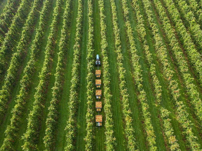 La Betuwe en images, les fruits néerlandais, le jour de la cueillette, la récolte des pommes par Moetwil en van Dijk - Fotografie