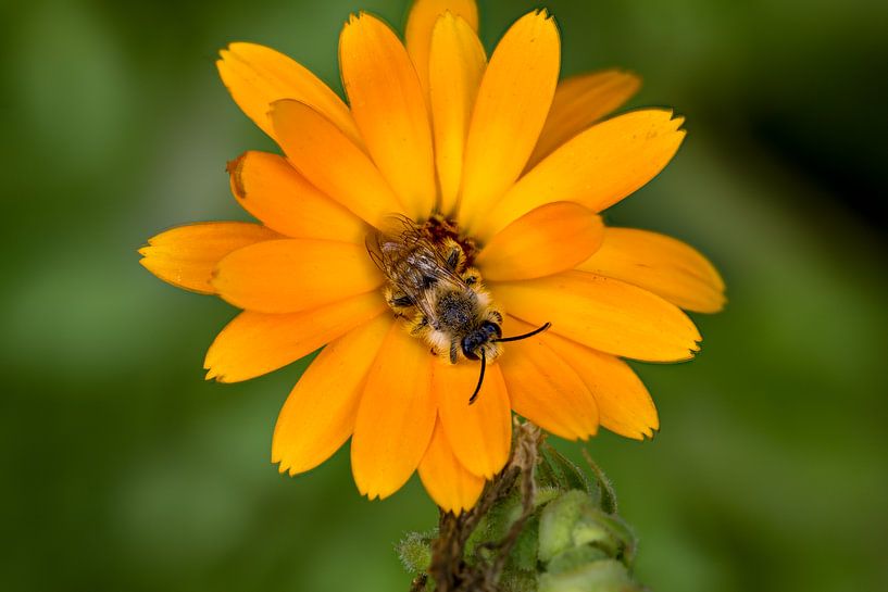 Awakening bee on marigold 4 by Kees Goethart