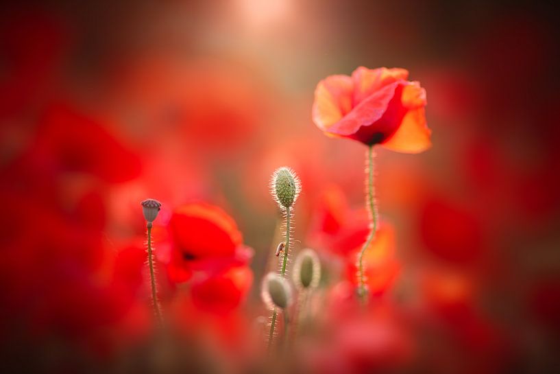 Strahlend von Sabine Böke-Bergau