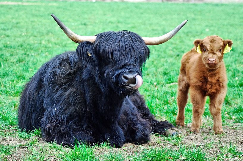 Schottisches Hochlandrind (Bò Gàidhealach) mit Kälbchen 2 von DeVerviersBelgium