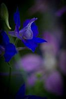 Blue flower