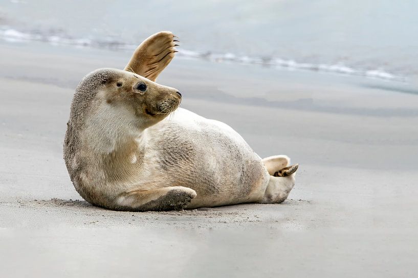 Winkender Seehund am Strand. von Albert Beukhof