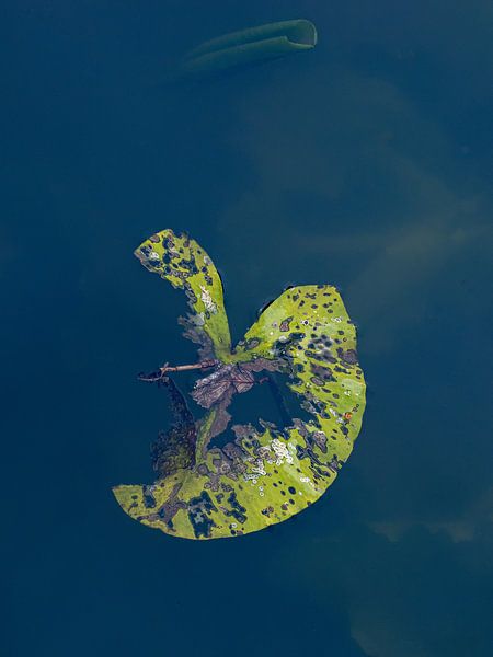 Plante aquatique 3 par Reinder Tasma