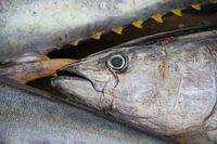 Verse vangst op Kaap Verdië