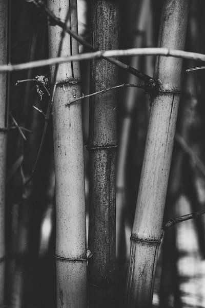 Art Botanical Gardens schwarz-weiße Pflanzen von Ken Tempelers