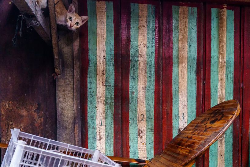 Curious cat by Ubo Pakes