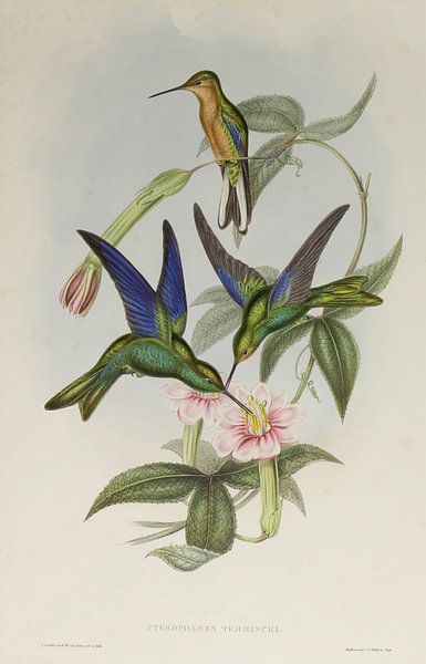 Familie von Kolibries, John Gould von Teylers Museum