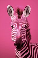 Zebra rosa