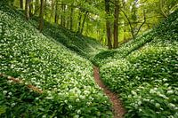 Daslook in the Savels forest