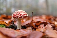 Der kleine Fliegenpilz